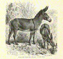Wild donkey - Steppenaesel (Equs asinus africanus)