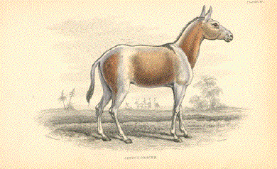 Asinus Onager