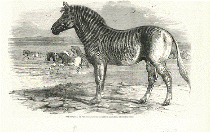 The Quagga in the Zoological Society's Gardens