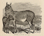 Dziggetal, or Koulan (Asinus Onager) Donkeys - Burros