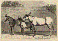 Prize Donkey and Mule at the Show in the Agricultural Hall, Islington