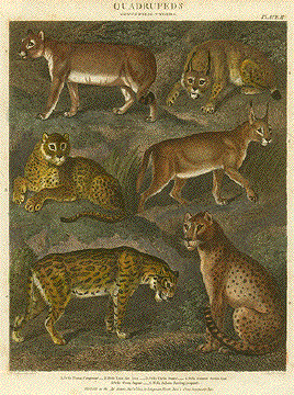 Quadrupeds - Genus Felius. Tygers