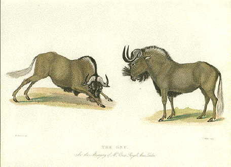 Gnus