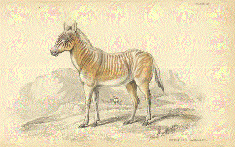 Zebra - Hippotigris Isabellinus