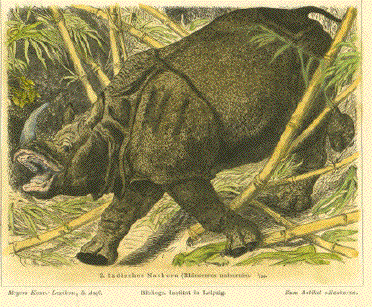 Rhinoceros