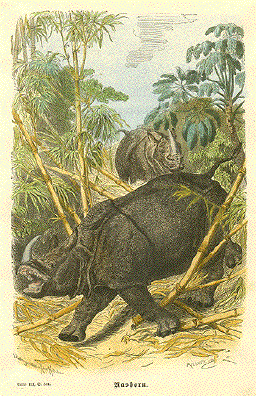 Rhinoceros