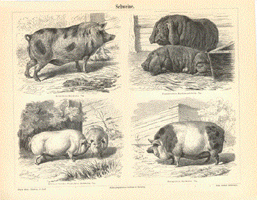 Kleines weises Yorkshire Schwein.  Hampshire Schwein