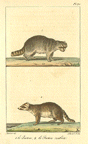 Racoons