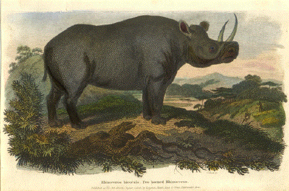 Rhinoceros