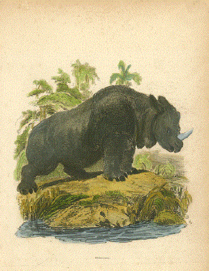 Rhinoceros