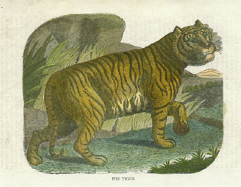 Tiger