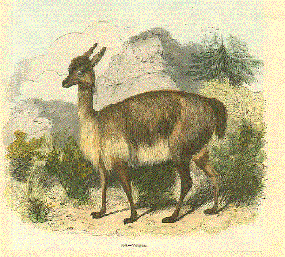 Vicuña