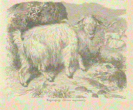 Angora Goat