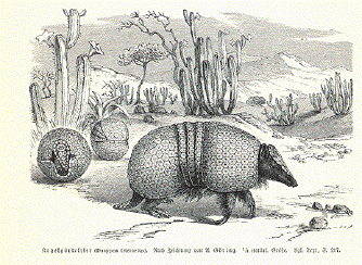 Armadillo