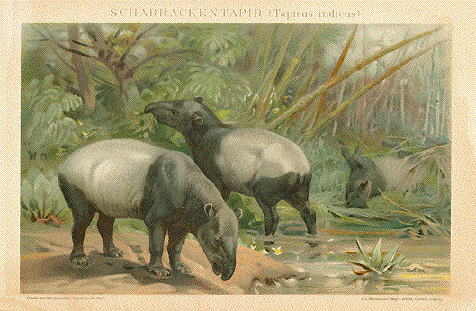 Tapirus indicus 