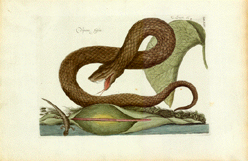 Vipera Fusca - Catesby