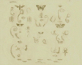 Phaloenites, Sphongides, Noctucelites, Papilionides, Pyralites, Tinoeites, Zyganides, Bombycites.