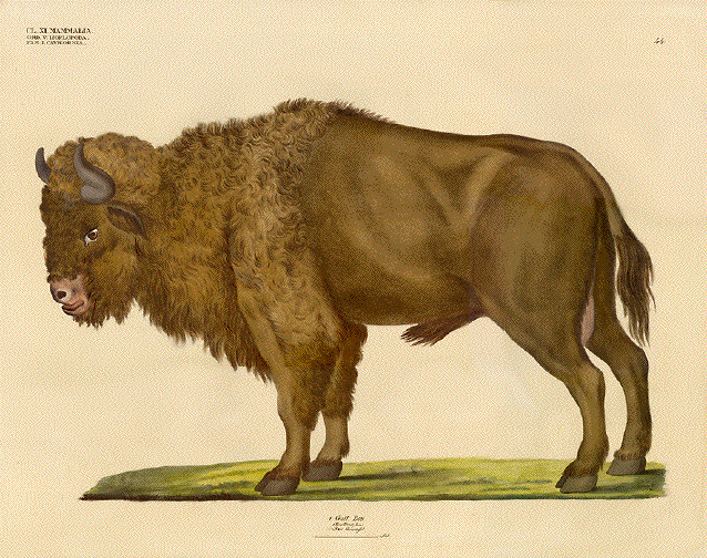  Gatt. bos. 1. Bos urus, ( Buffalo, Buffel, Buffle )