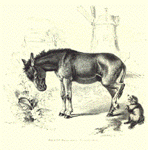 Hausesel (Equus asinus)