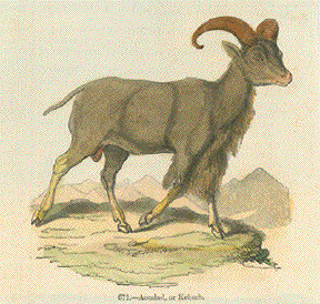 Aoudad, or Kebsch