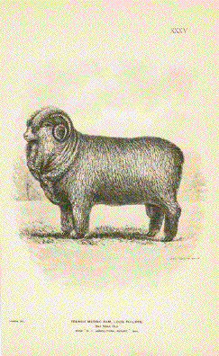 French Merino Ram