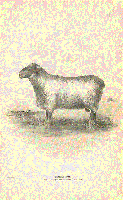 Suffolk Ram