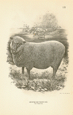 Southdown Ram