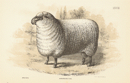 Shiropshire Ram