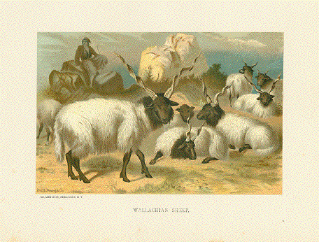 Wallachian Sheep