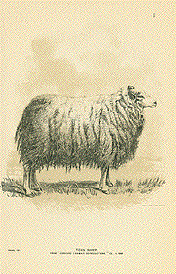 Texel Sheep