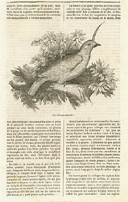 Cotinga caroncule