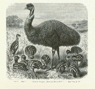 Emu