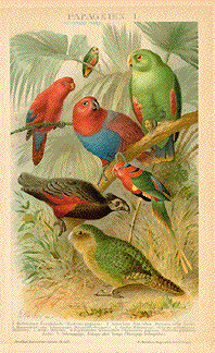 Parrots