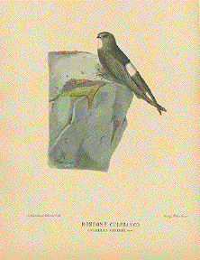 vintage birds bird european egg bird engraving plate. 1955 Antiqu emarsh tit Bird lithograph original European