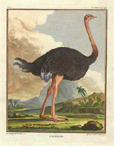 Ostrich