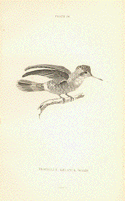 Trochilus Ornatus Female