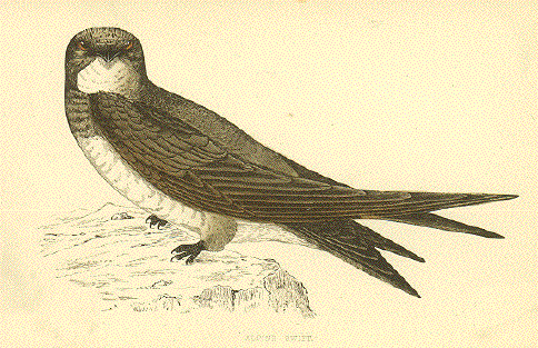 Alpine Swift