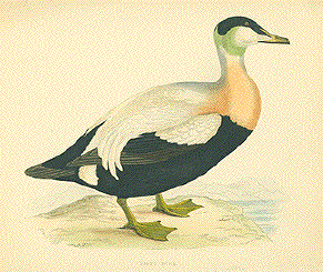 Eider duck