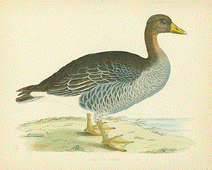 Gray-Lag Goose