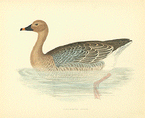 Pink-Footed goose