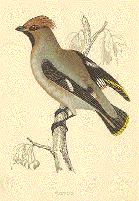 Waxwing