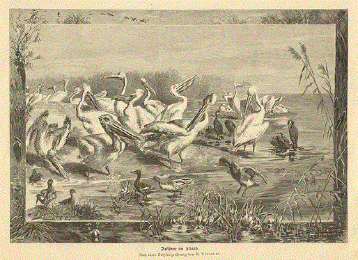 Pelicans