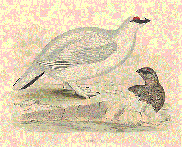 Ptarmigan