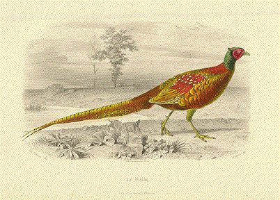 Pheasant