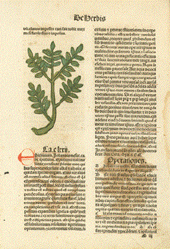 Tractatus de Herbis