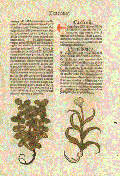 Hortus Sanitatis