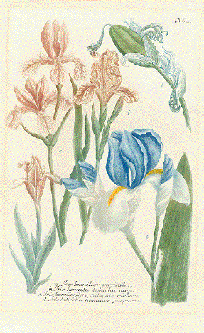 Antique Botanical Prints