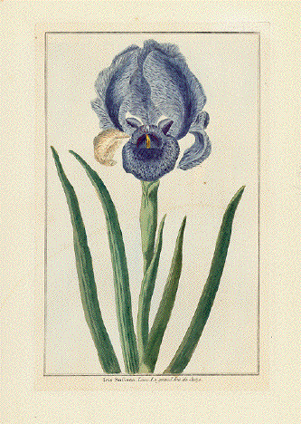 Iris