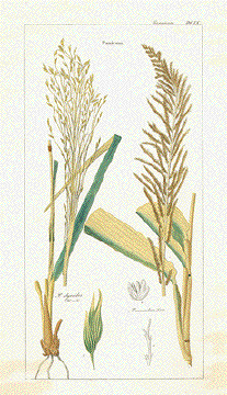 Panicum ( Rutenhirse)