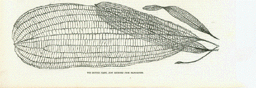 The Lattice Plant, Ouviranda fenestralis